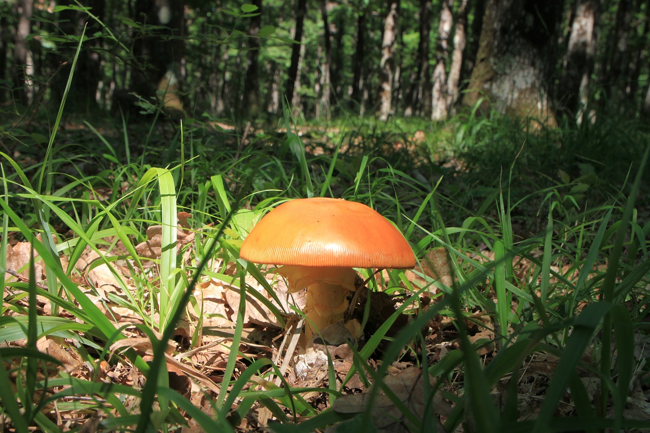 amanita orange mushrooms free photo