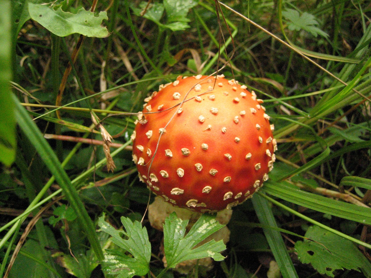 amanita mushroom forest free photo