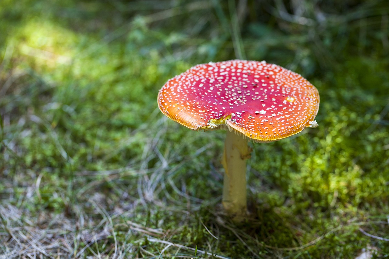 amanita muscaria toxic wild mushroom free photo