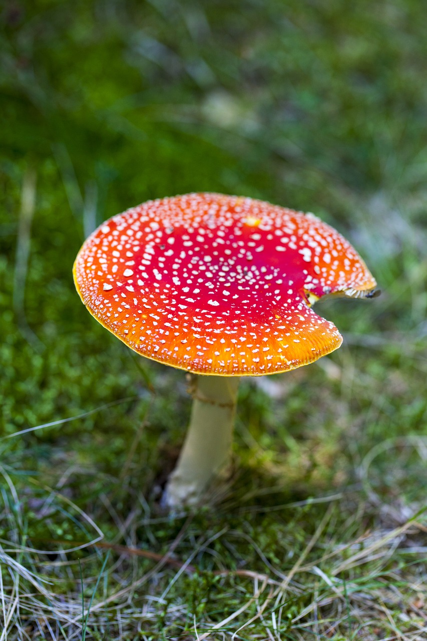 amanita muscaria toxic wild mushroom free photo