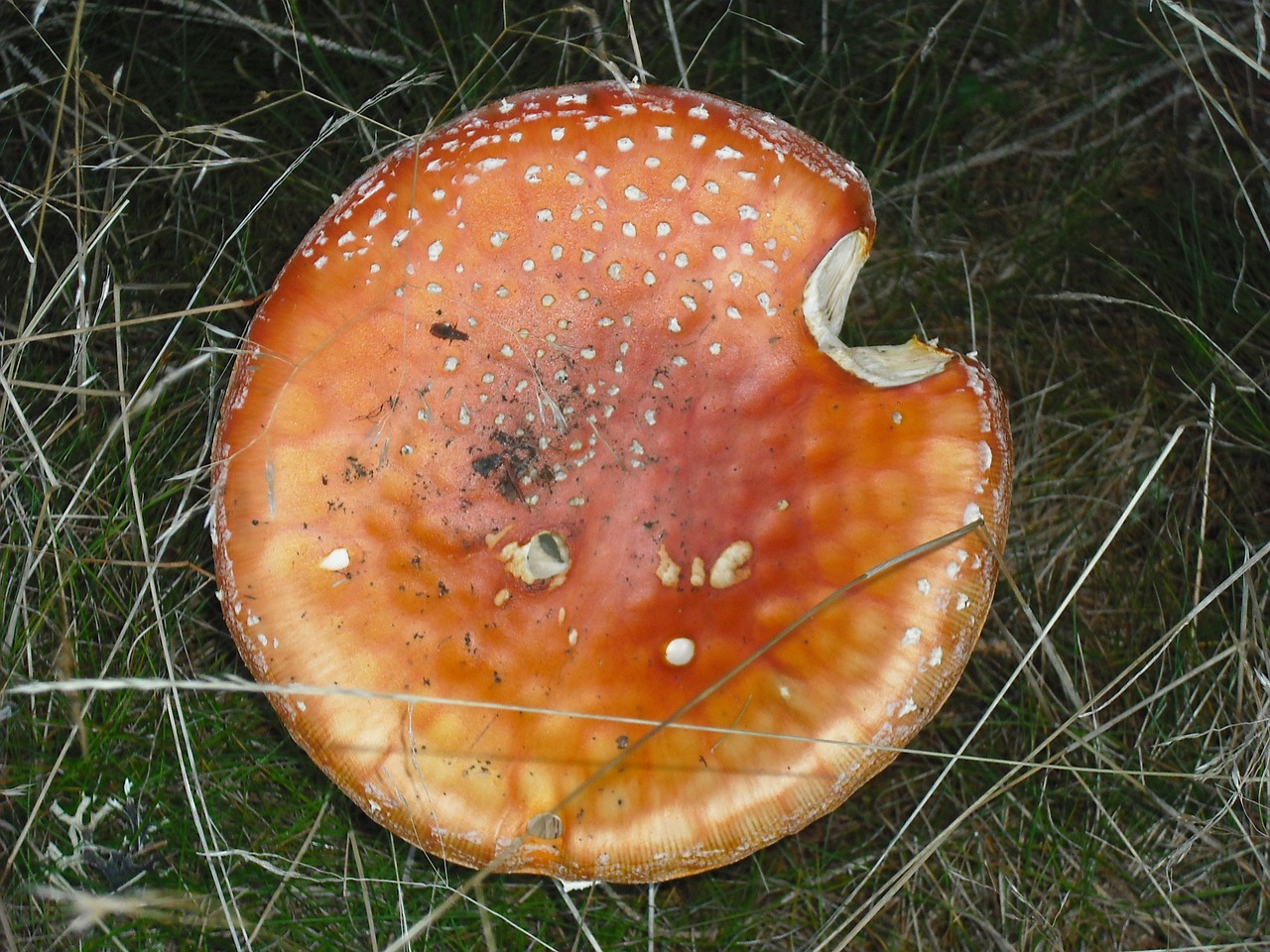 amanita muscaria retro mushrooms fungus free photo