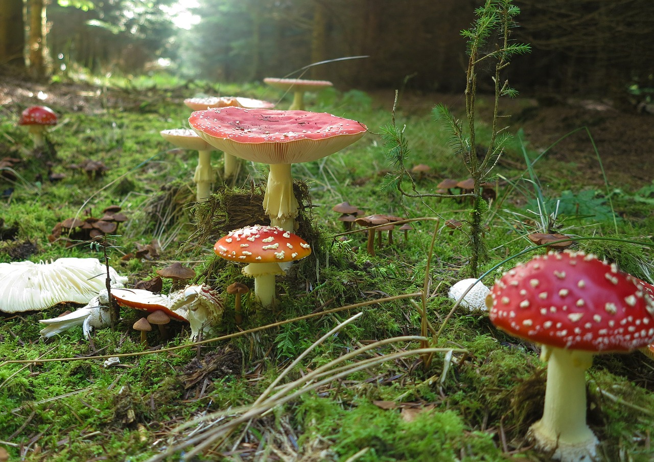 amanita muscaria fly agaric mushroom free photo