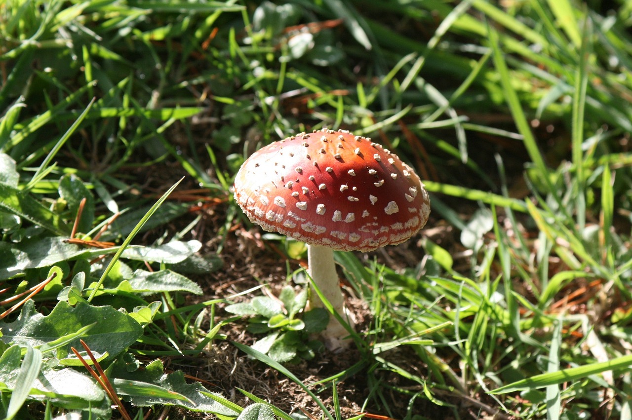 amanita muscaria mushrooms fungi free photo