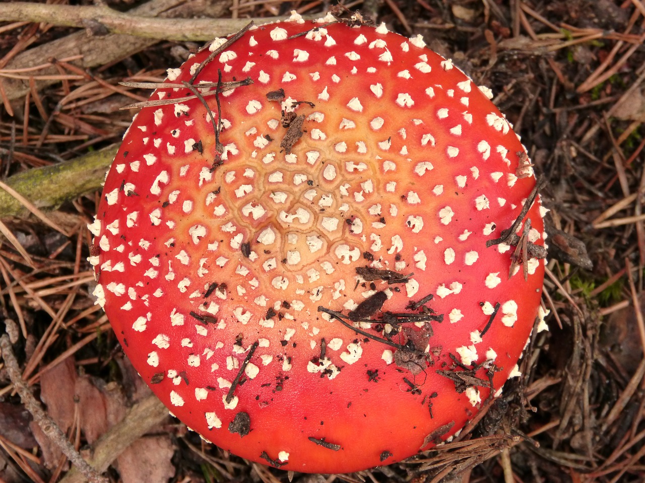 amanita muscaria geometry mushroom free photo