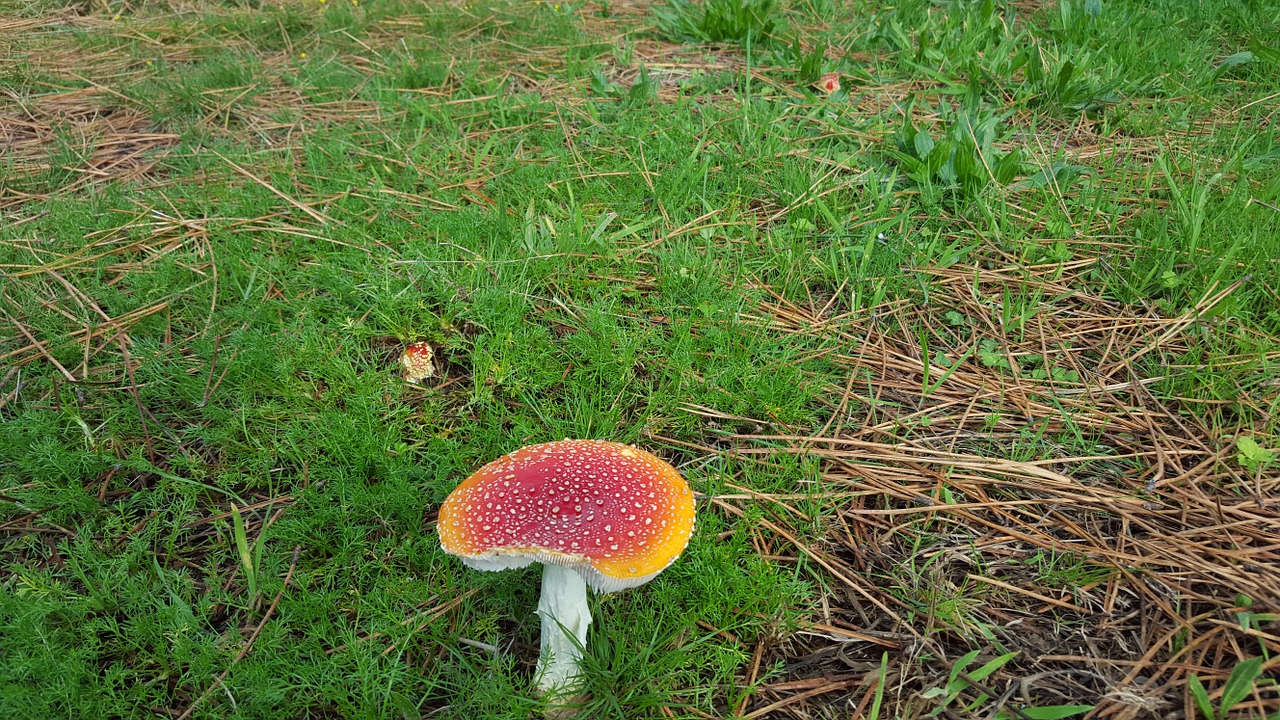 amanita muscaria mushroom toxic free photo