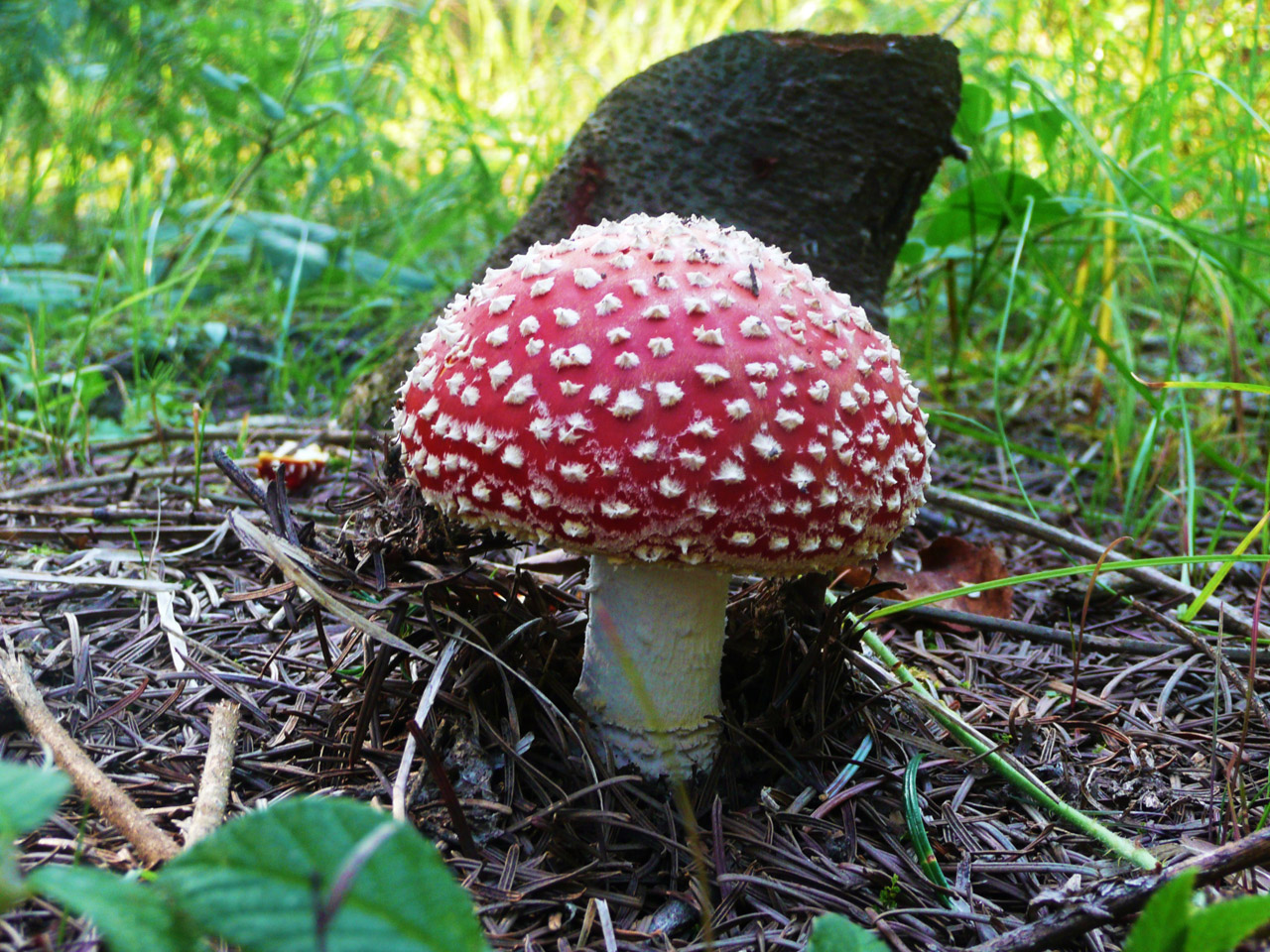 amanita muscaria fungi free photo