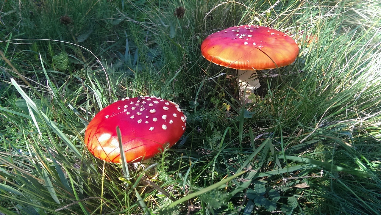 amanita muscarias mushrooms forest free photo