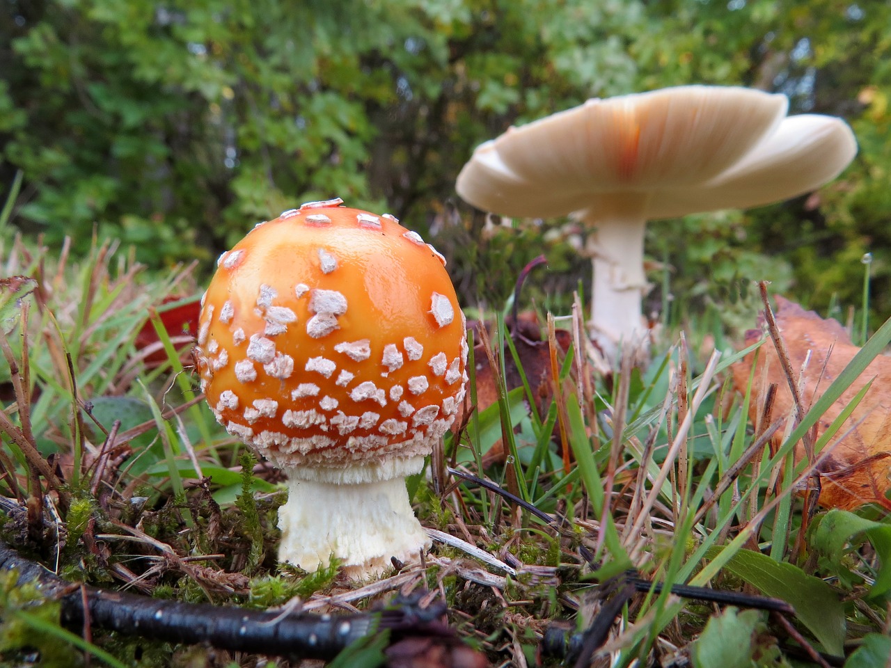 amanita mushroom fungus forest free photo