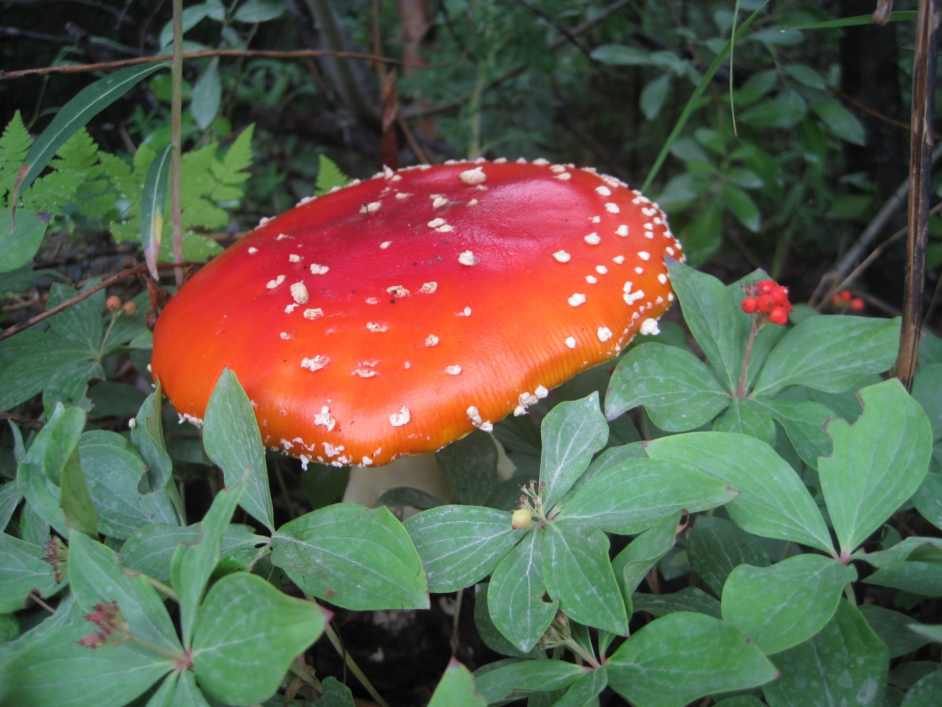 amanita muscaria mushroom free photo