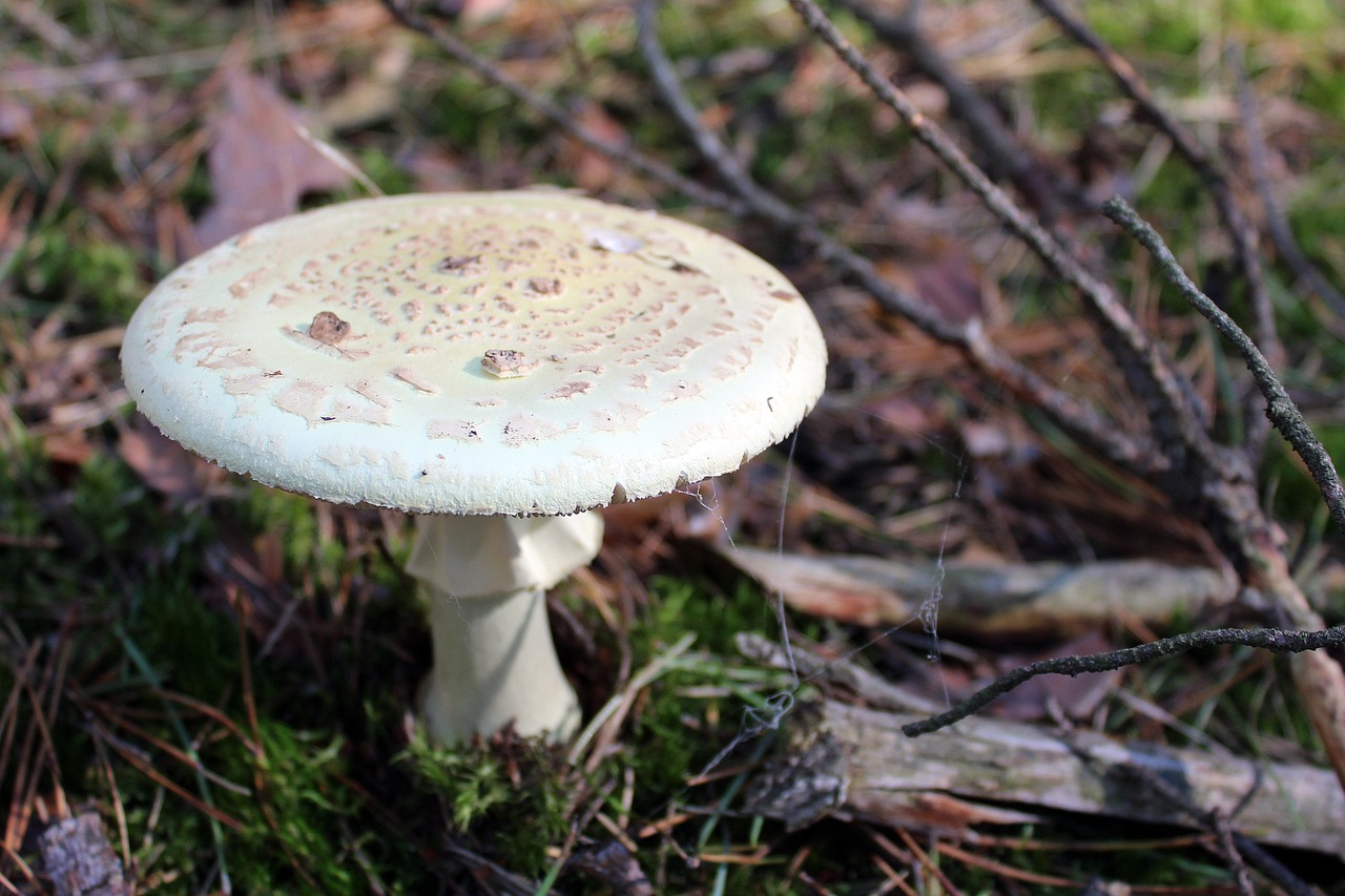 amanita phalloides poisonous mushrooms forest free photo