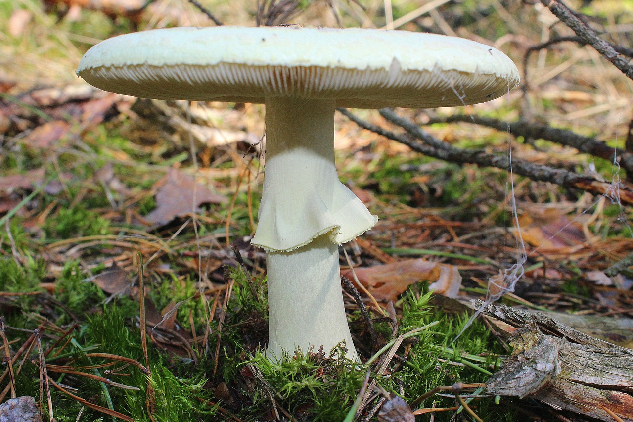 amanita phalloides poisonous mushrooms forest free photo