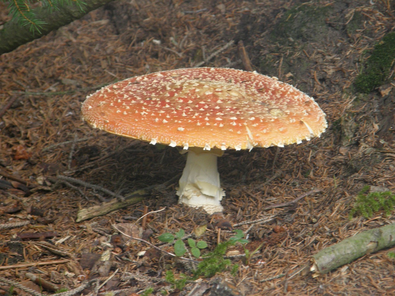 amanitas mushrooms amanita muscaria free photo