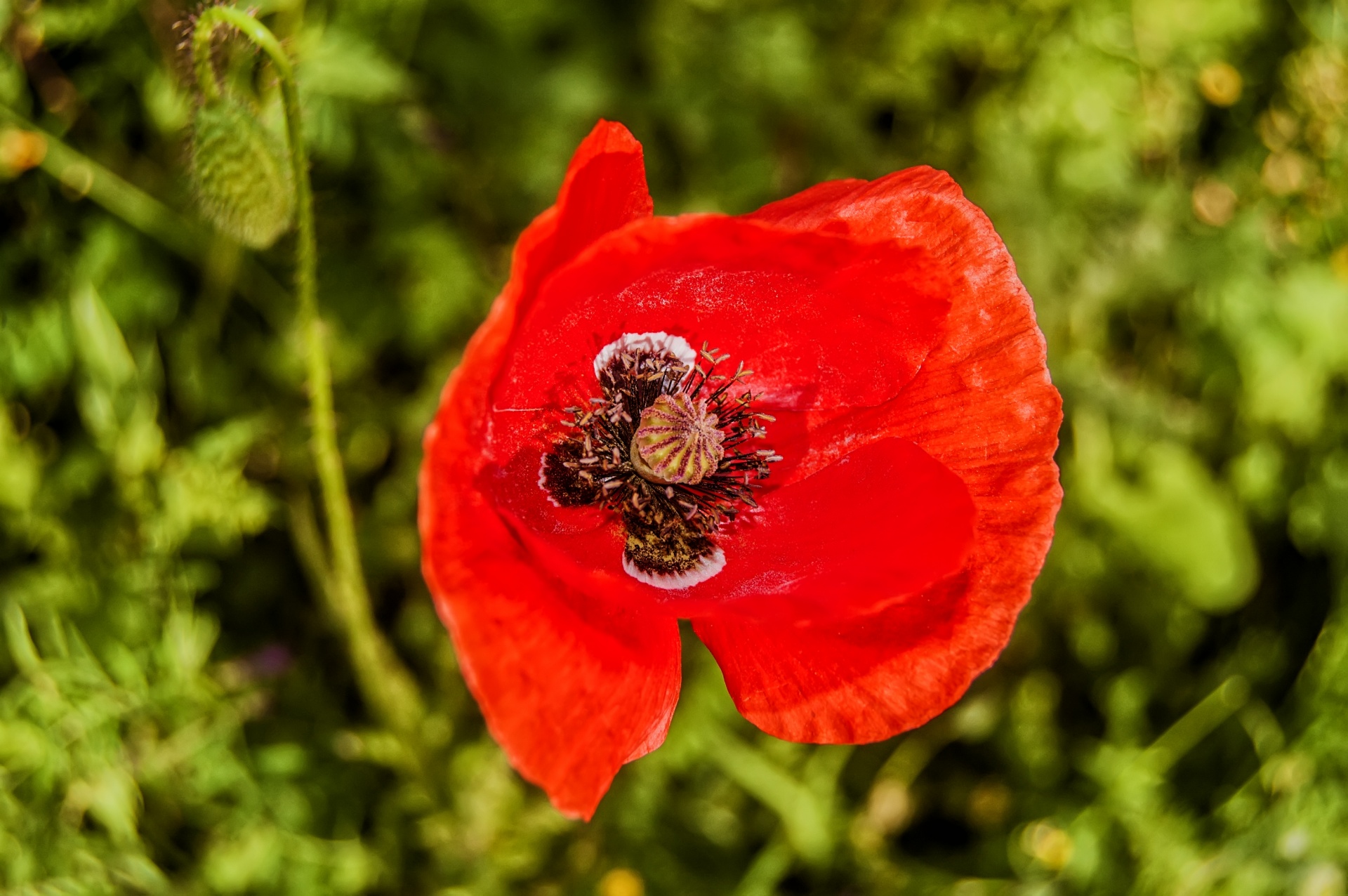 nature wild flower macro free photo