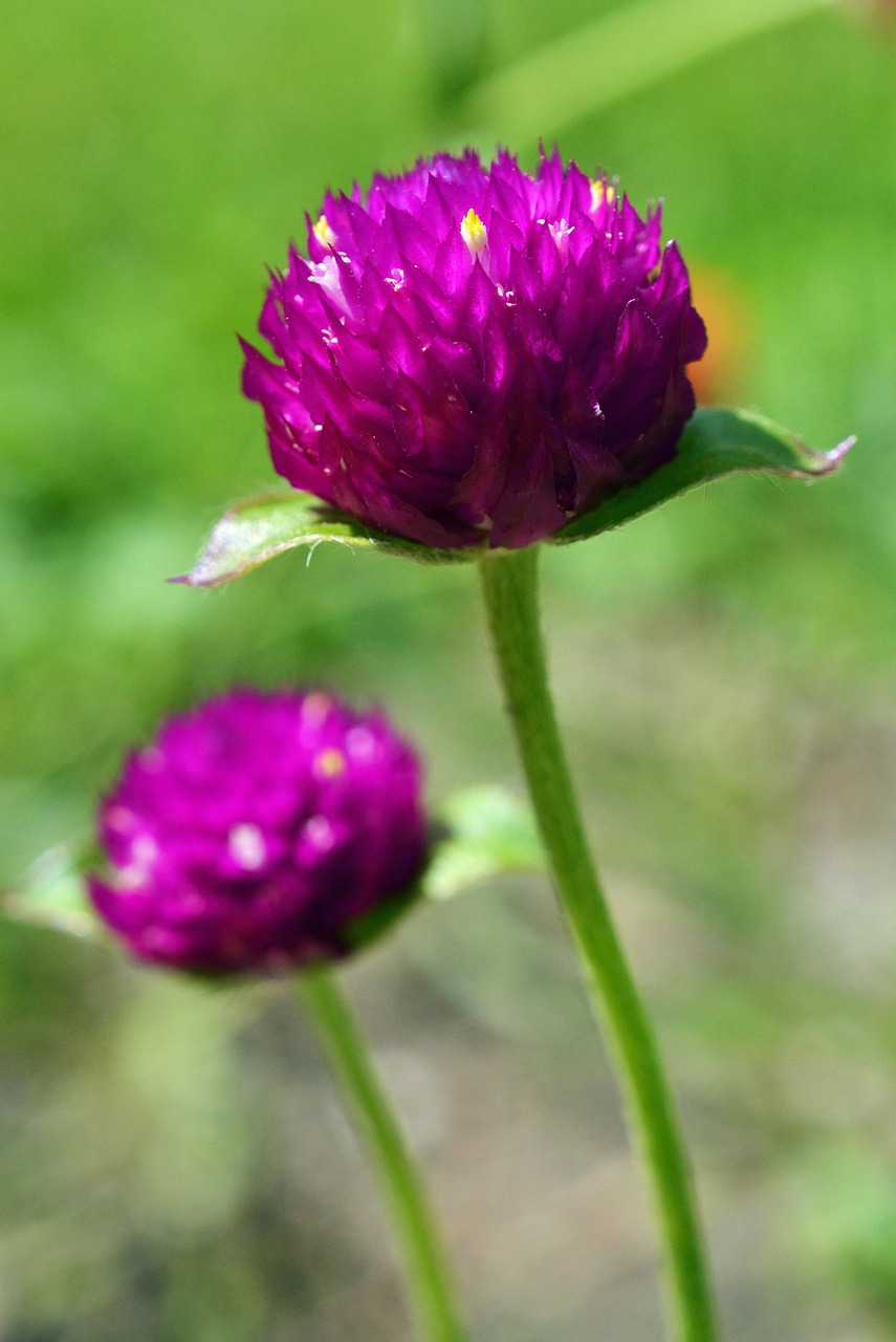 amaranth gomphrena globosa blossom free photo