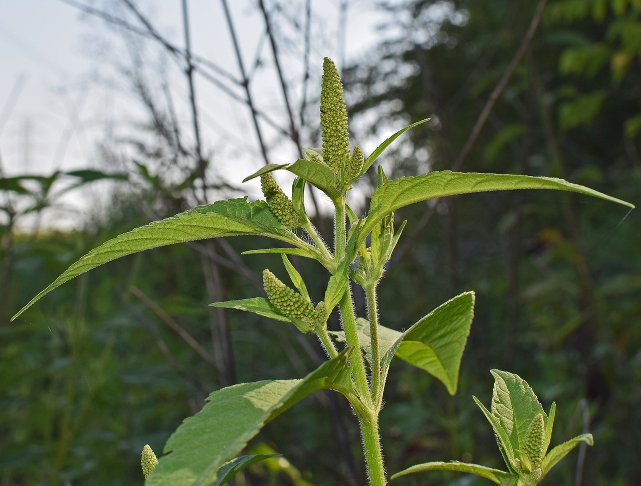 amaranth seed food free photo