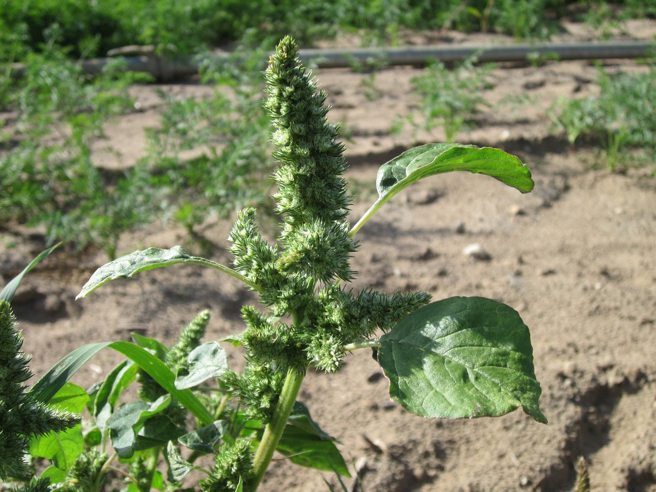 amaranthus retroflexus redroot pigweed common amaranth free photo