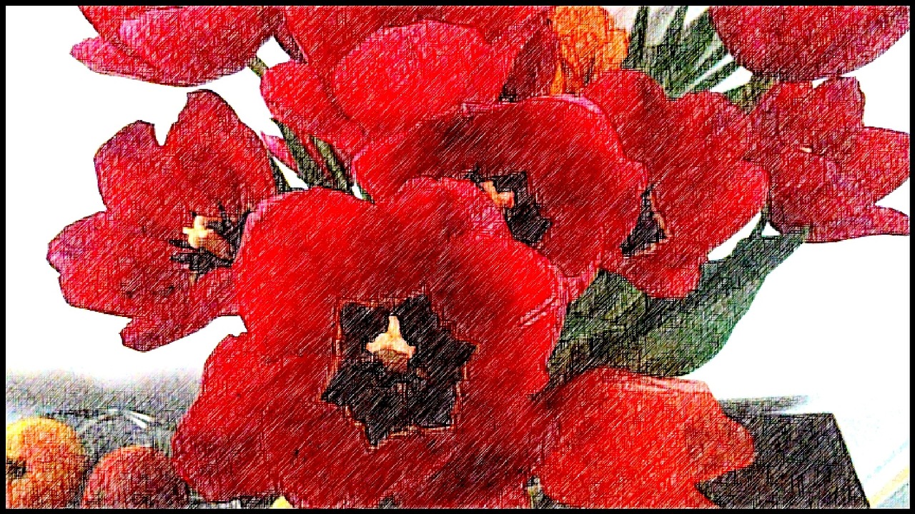 amarillis flower red free photo