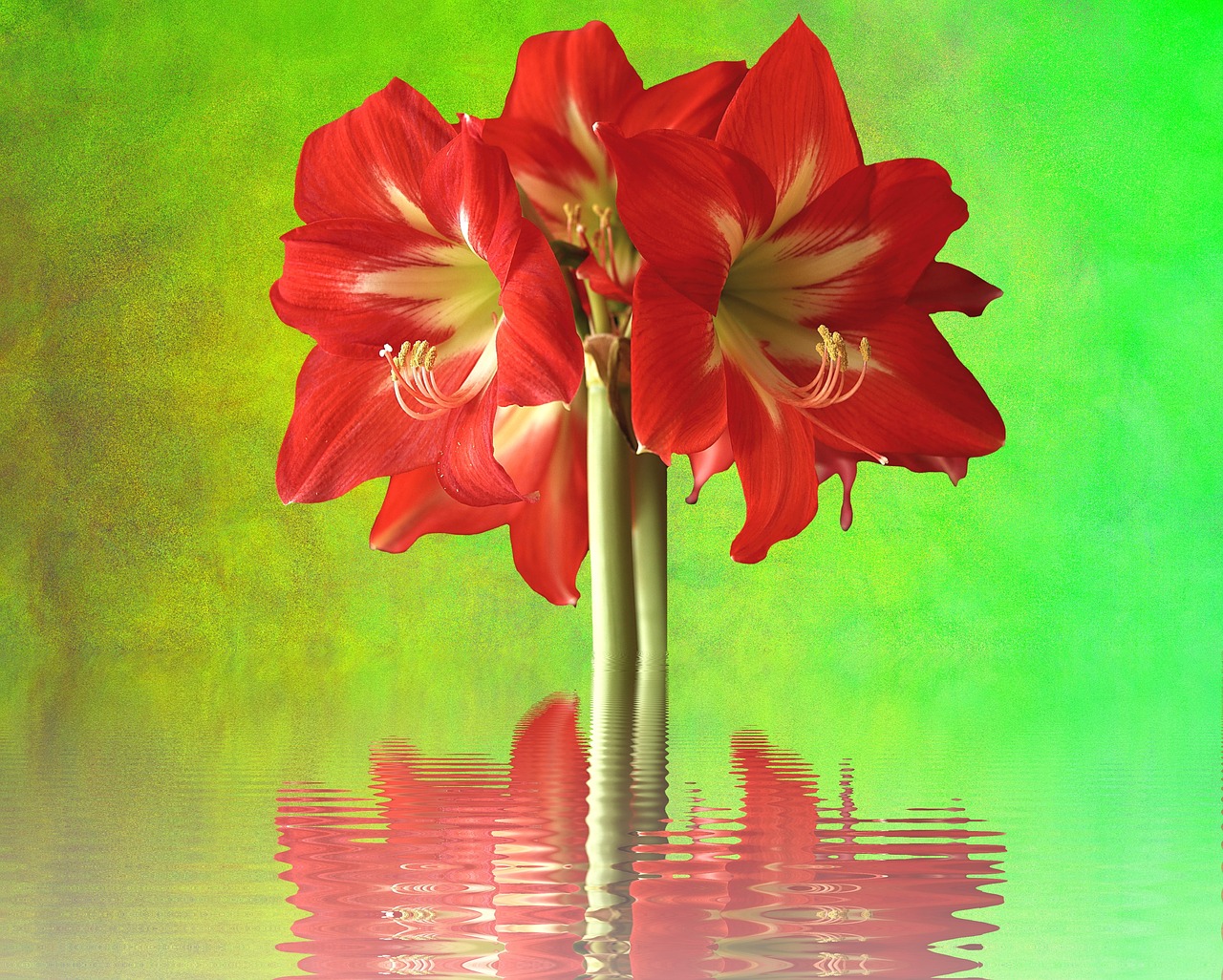 amarylis blossom bloom free photo