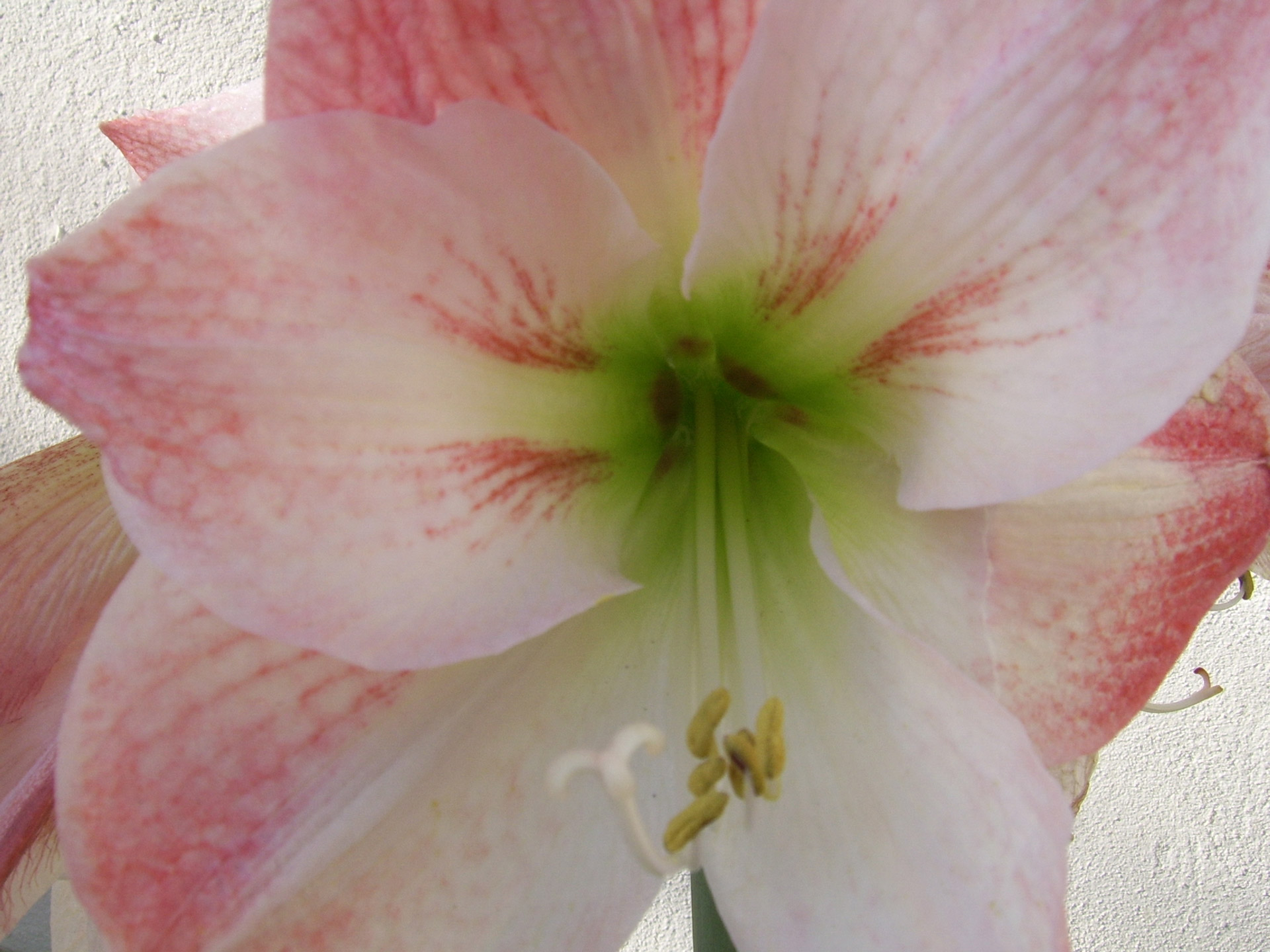 amaryllis flower bulb free photo