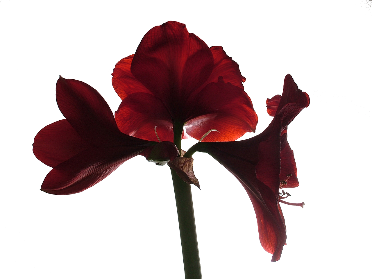 amaryllis flower blossom free photo