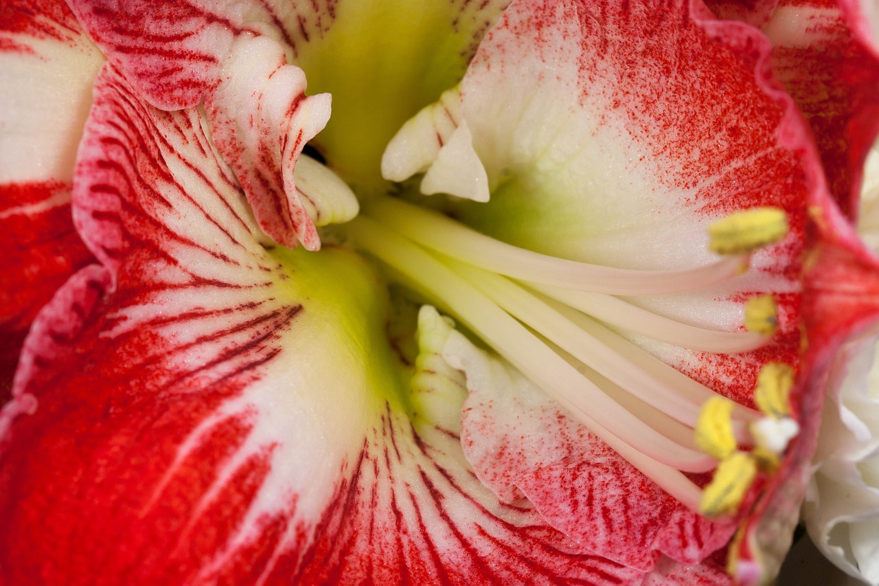 amaryllis red blossom free photo