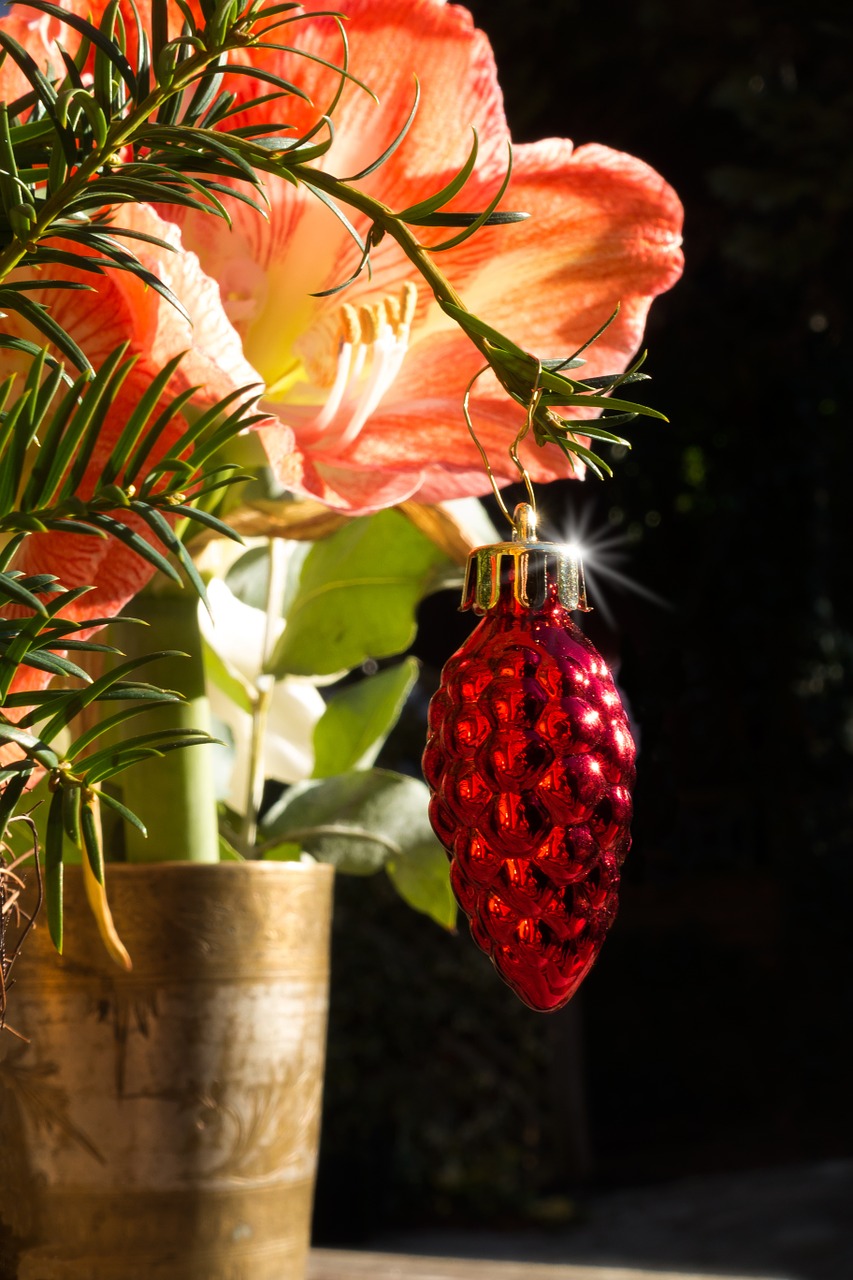 amaryllis red white free photo