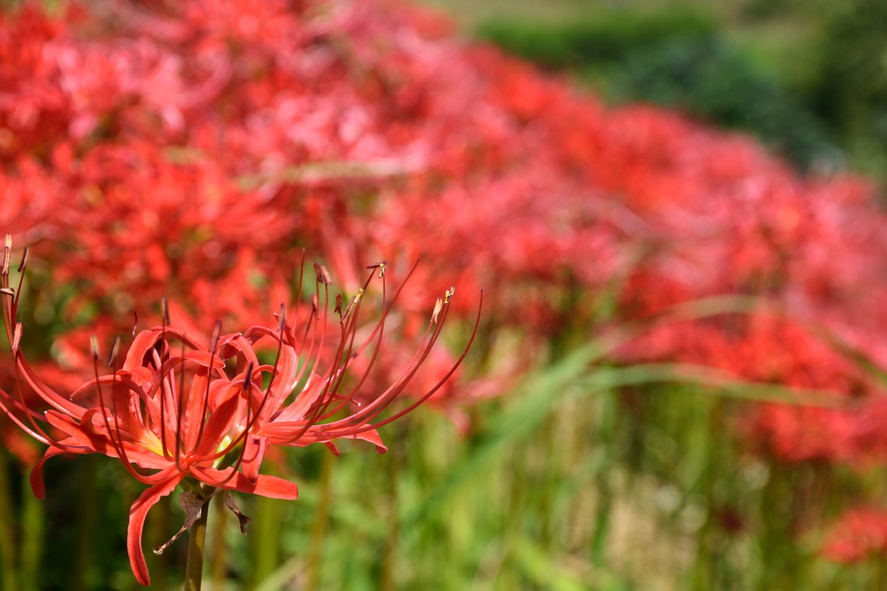 amaryllis autumn landscape free photo