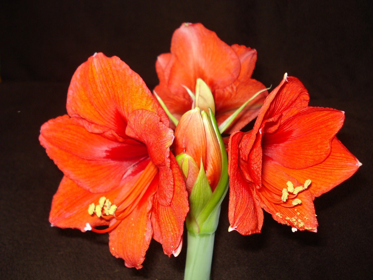 amaryllis red flower red free photo