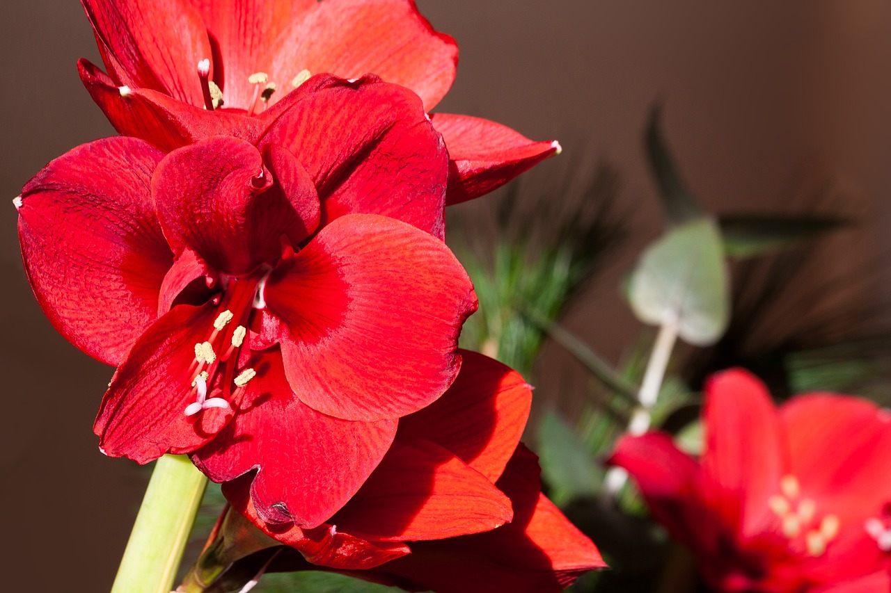 amaryllis red blossom free photo