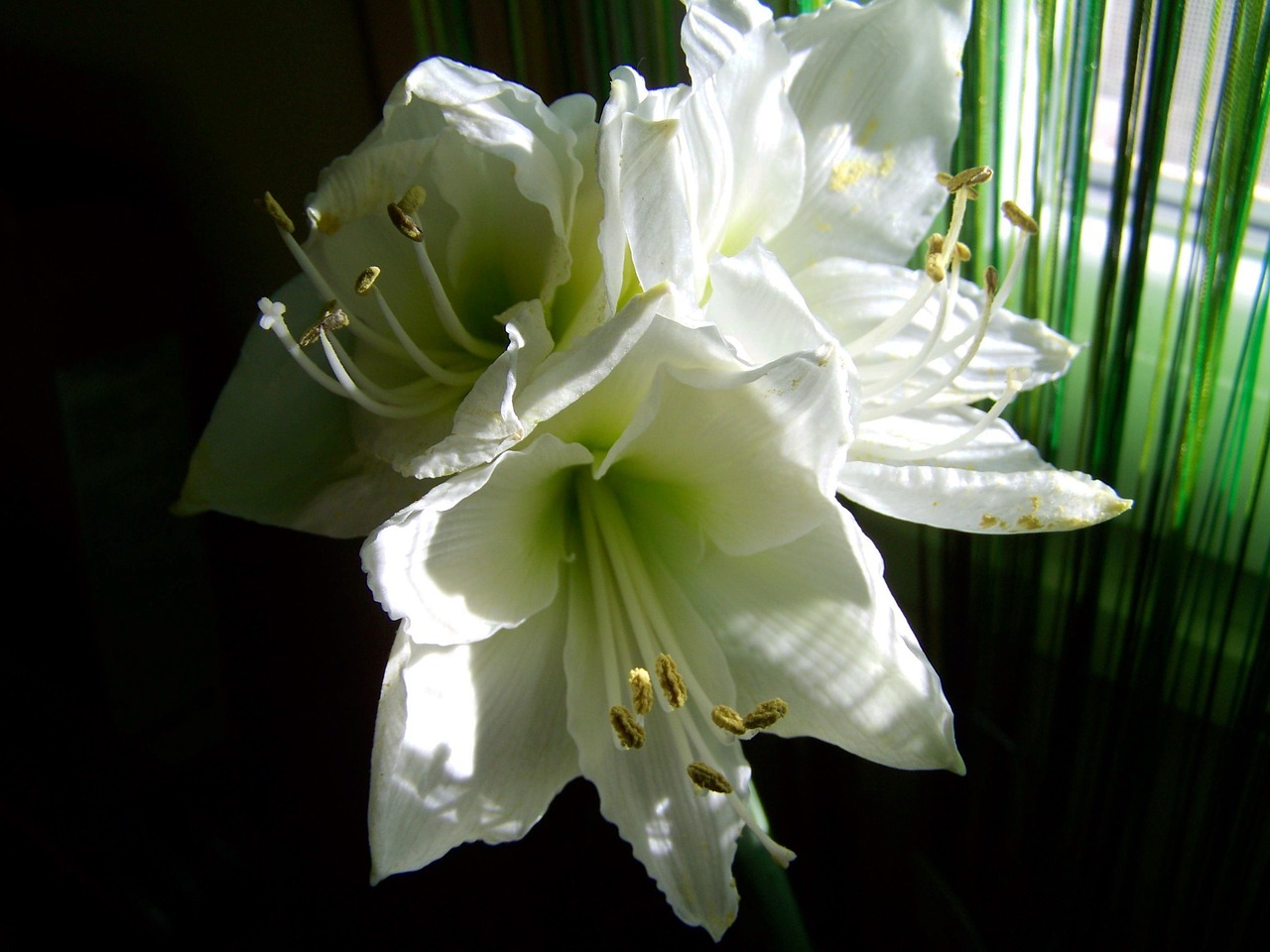 amaryllis white flower room plant free photo