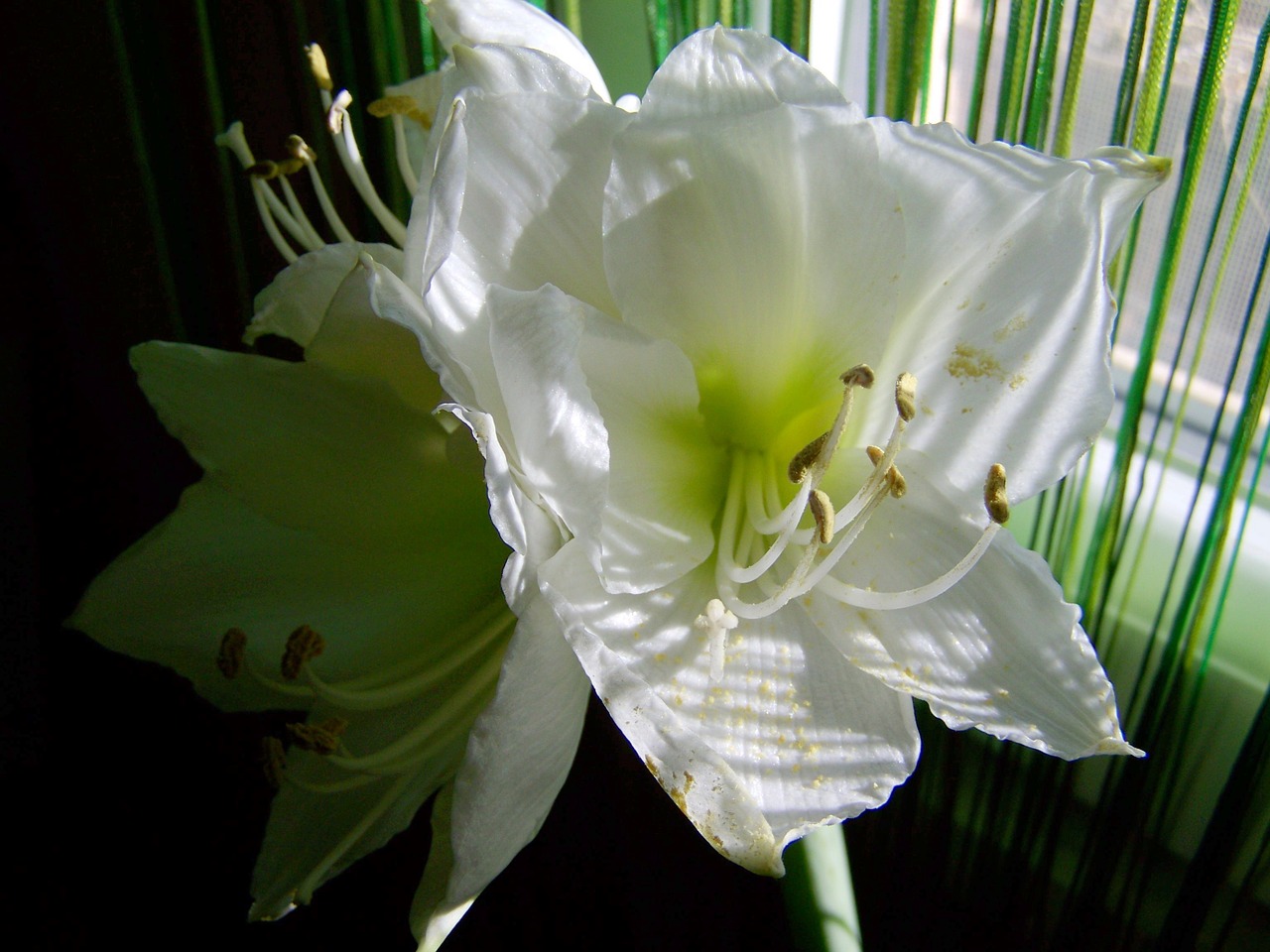 amaryllis white flower room plant free photo