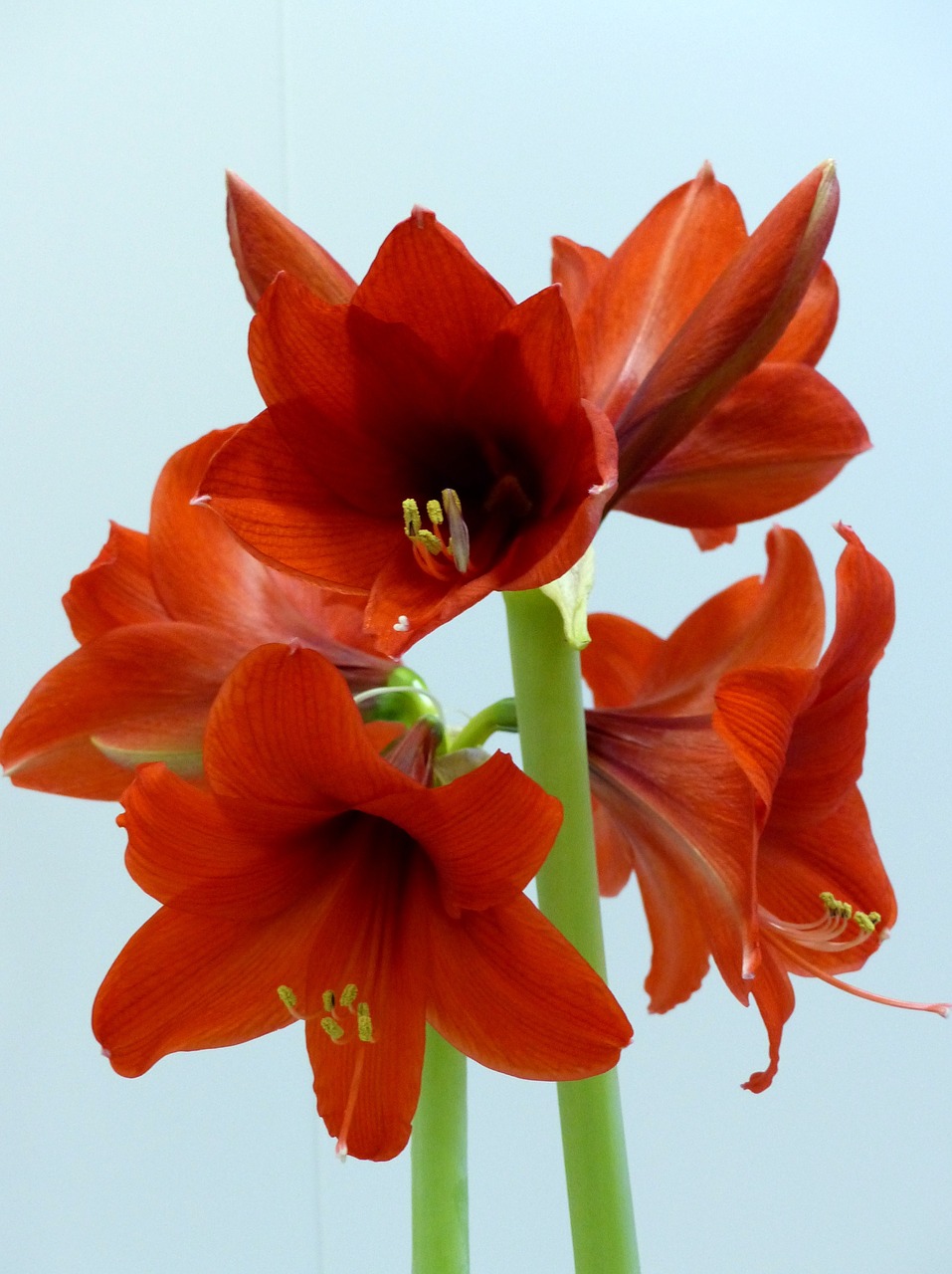 amaryllis flowers red free photo