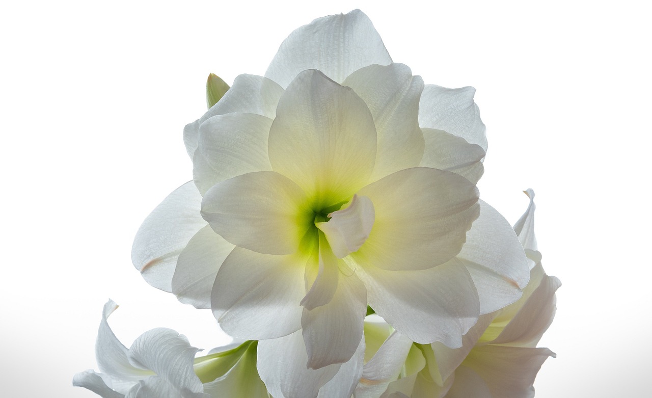 amaryllis flower white free photo