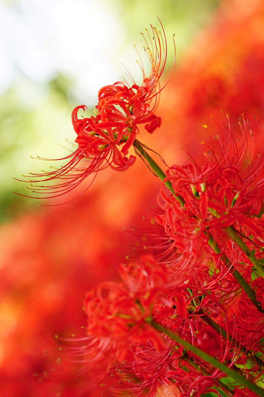 amaryllis amaryllidaceae spider lily free photo