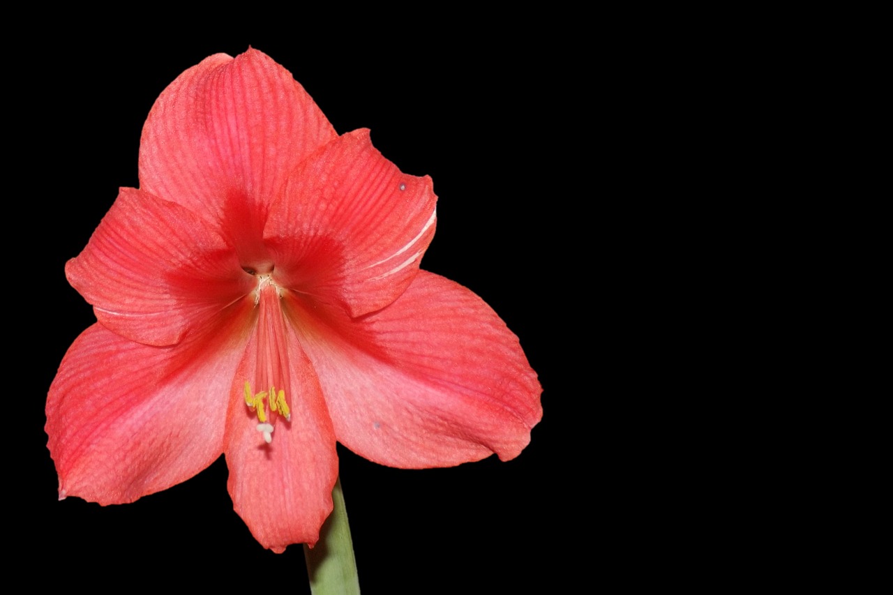 amaryllis blossom bloom free photo