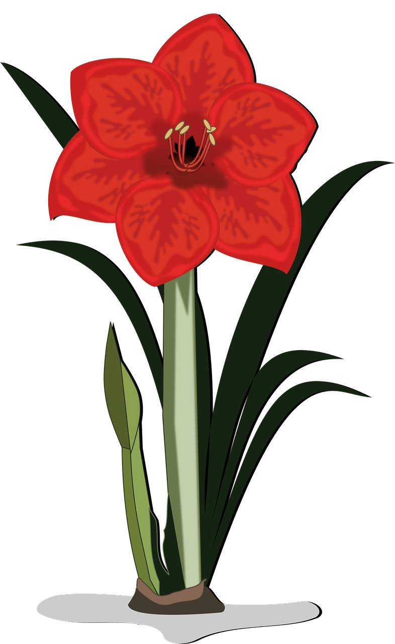 amaryllis clip art flor free photo