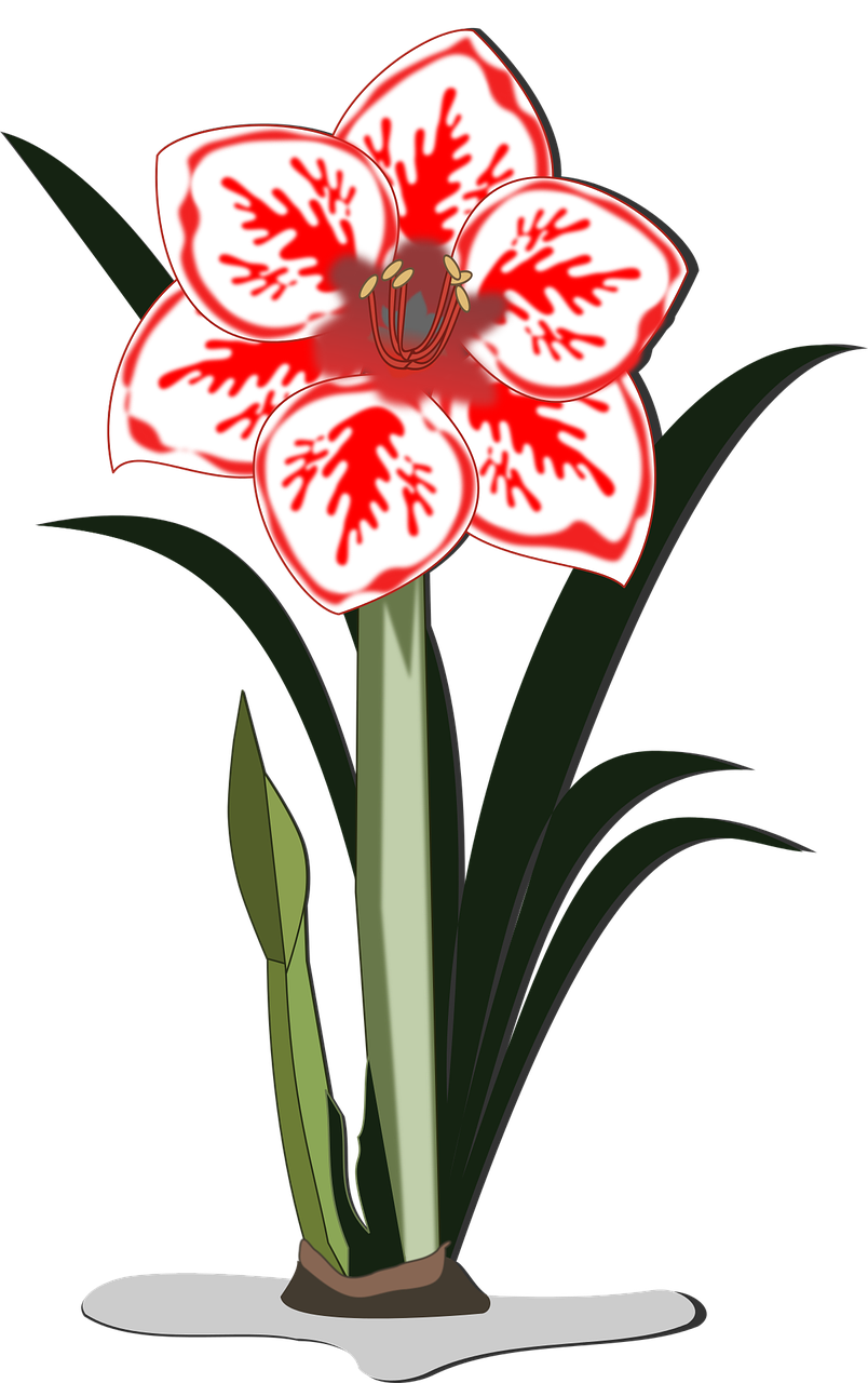 amaryllis clip art flor free photo