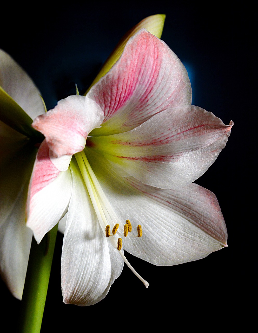 amaryllis plant flower free photo