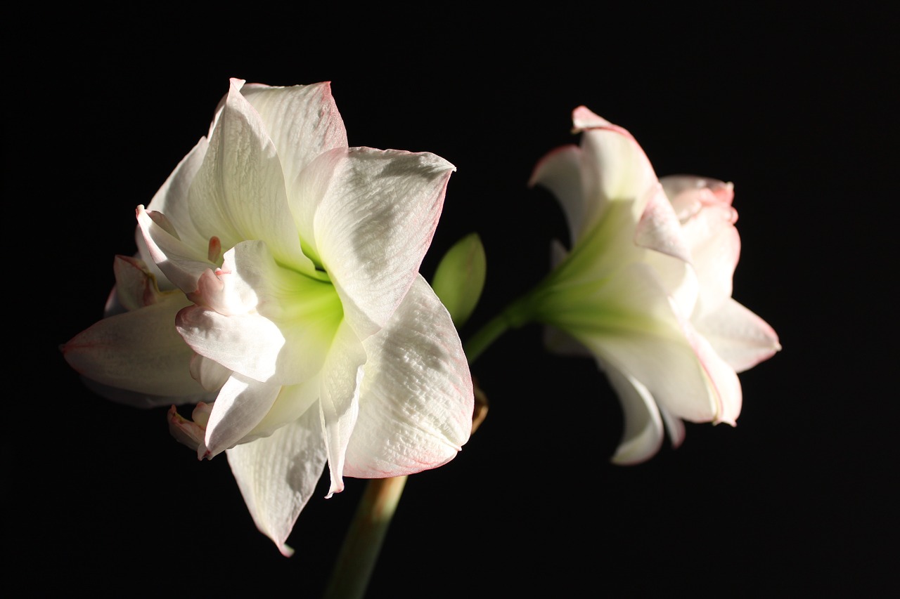 amaryllis flower flowers free photo