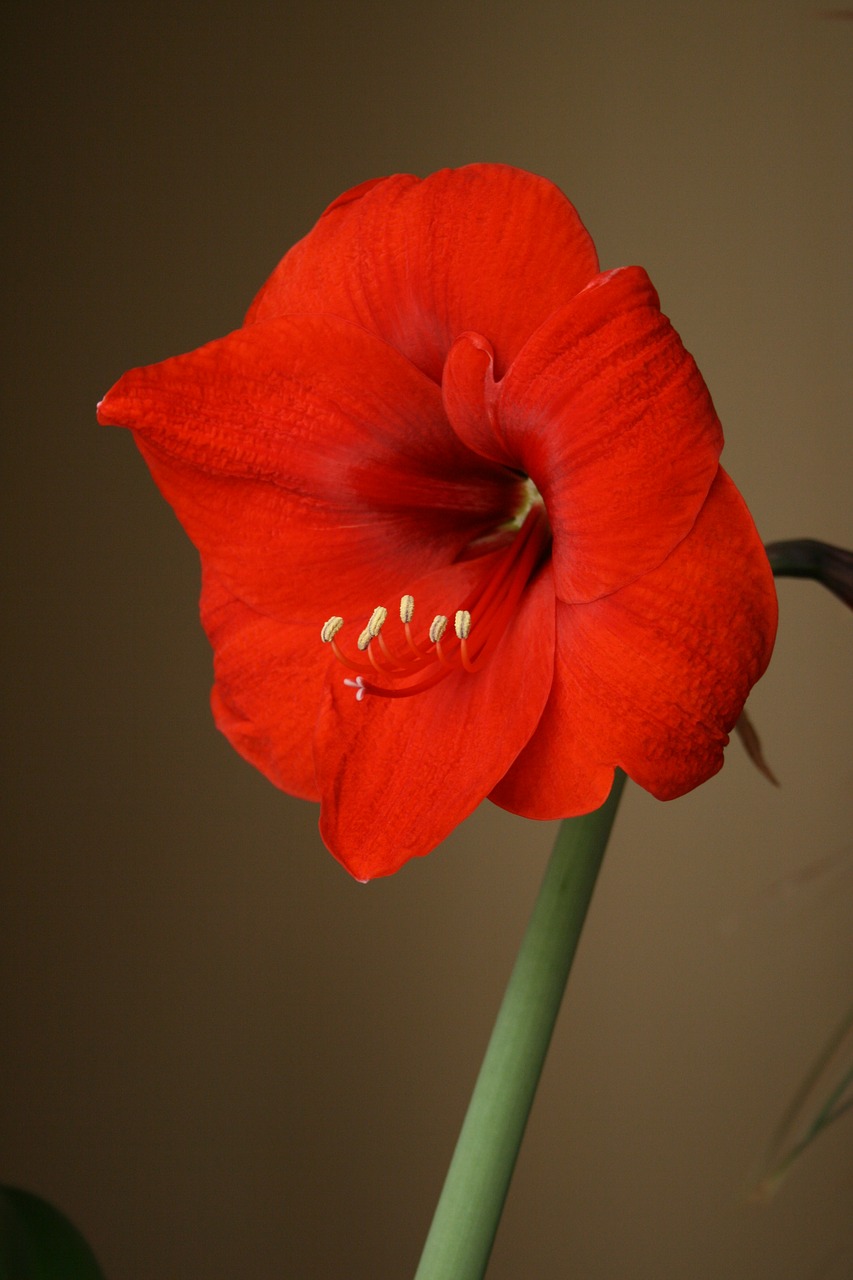 amaryllis flower red free photo