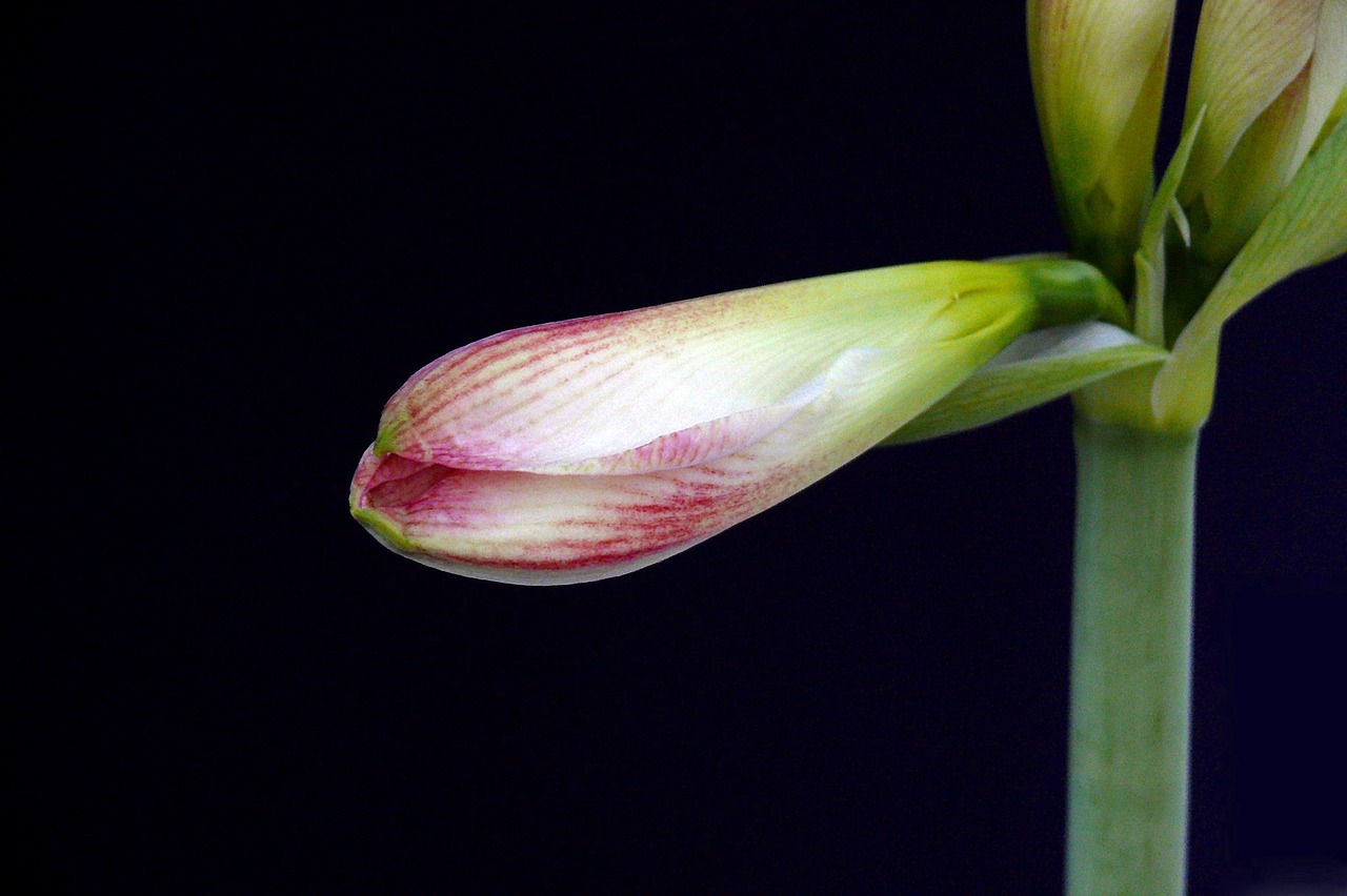 amaryllis blossom bloom free photo