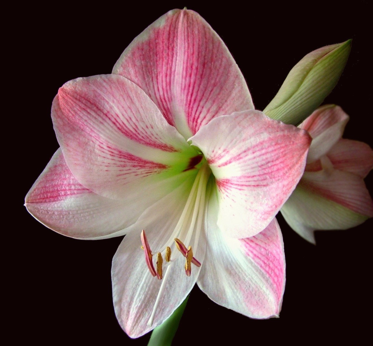 amaryllis flower pink free photo