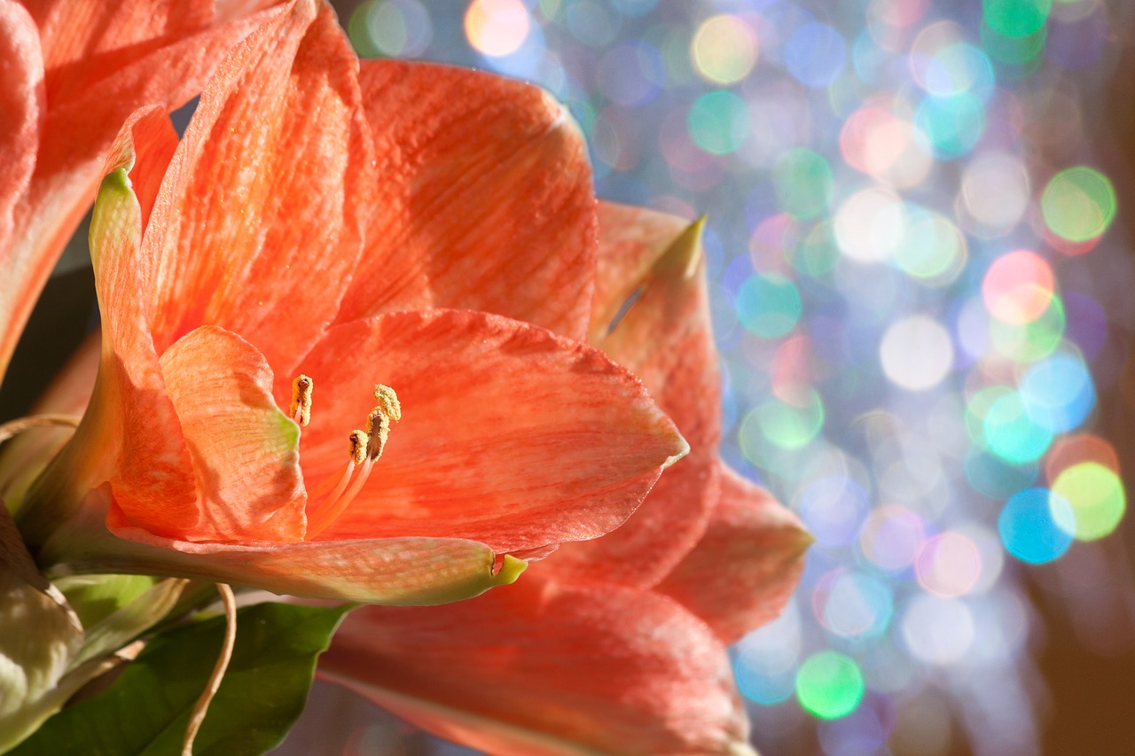 amaryllis salmon pink blossom free photo