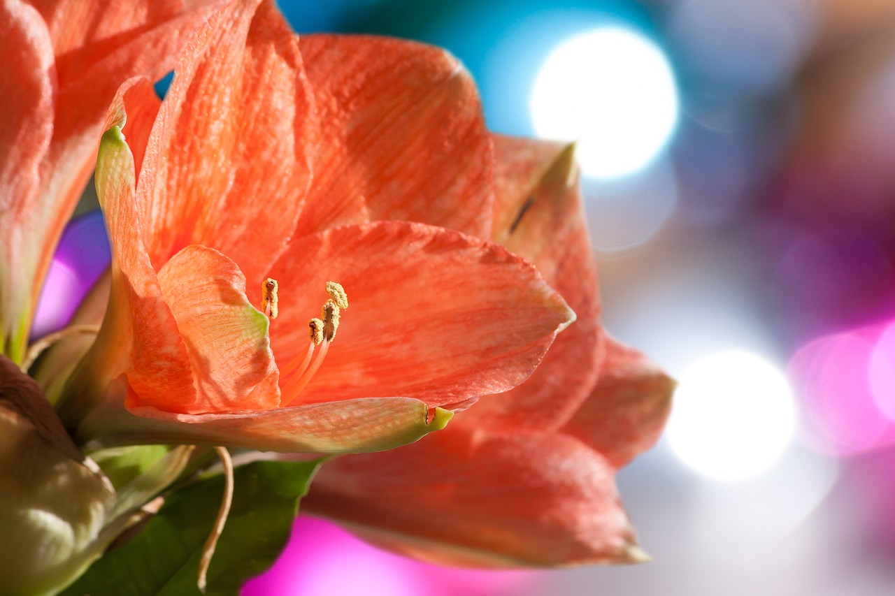 amaryllis salmon pink blossom free photo