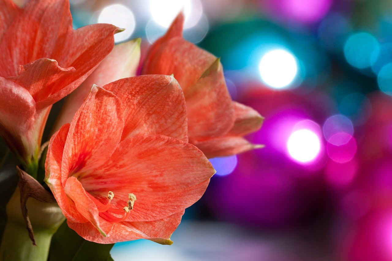 amaryllis salmon pink blossom free photo