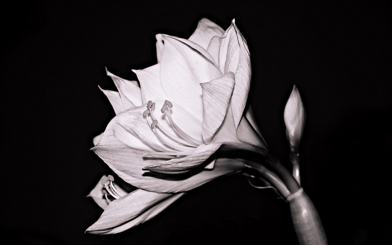 amaryllis flower amaryllis plant free photo