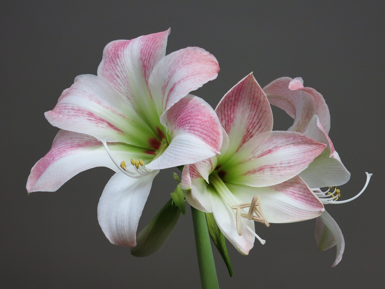 amaryllis white pink free photo