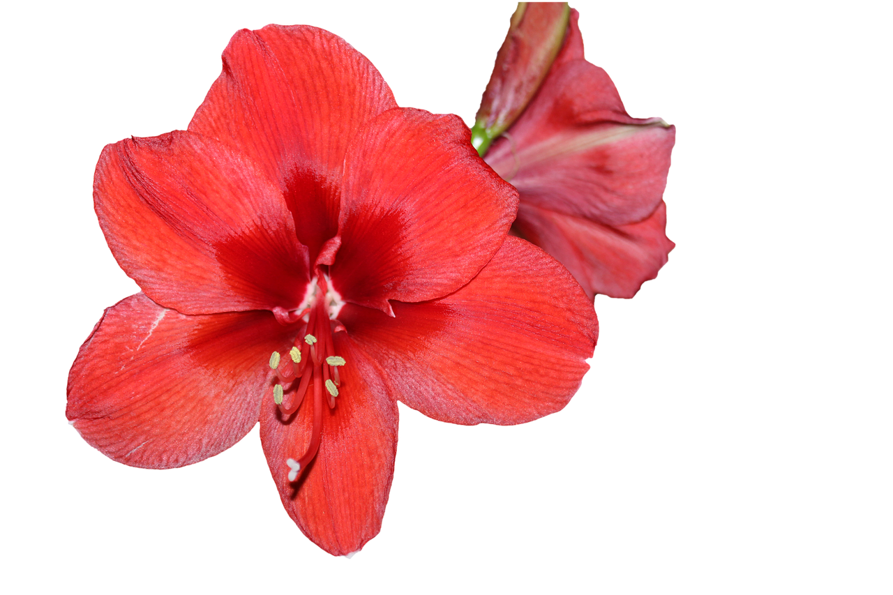 amaryllis blossom bloom free photo