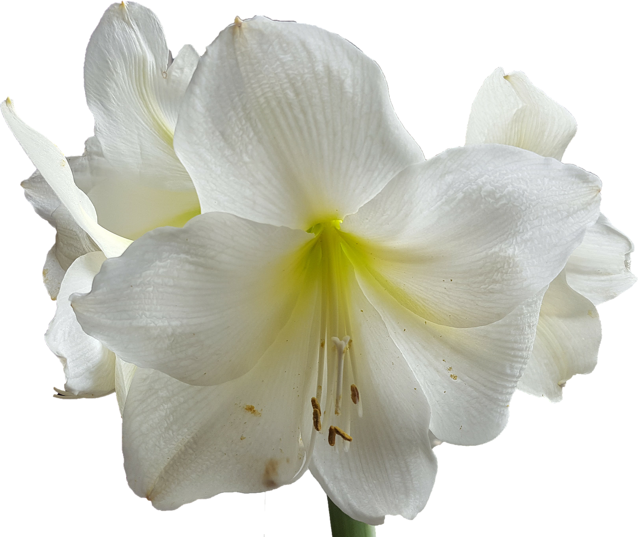 amaryllis white flower free photo