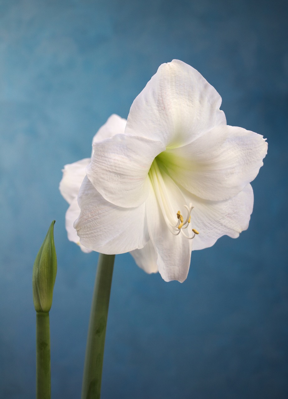amaryllis white flower free photo